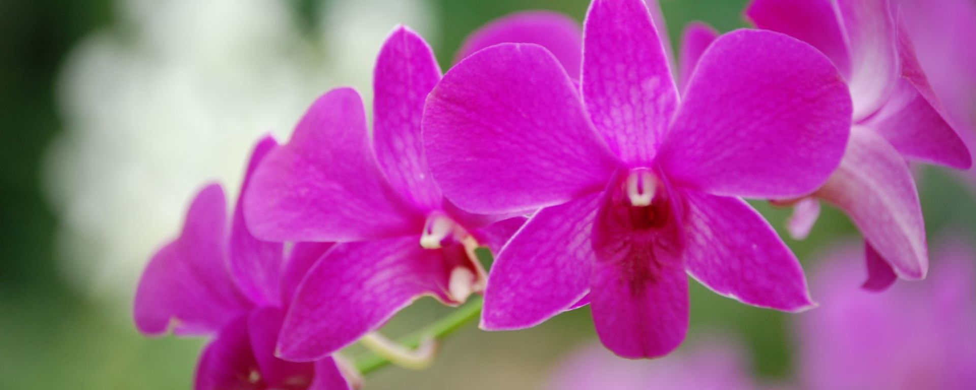 Orchideen-Wanderung in Vientiane: Wild orchids