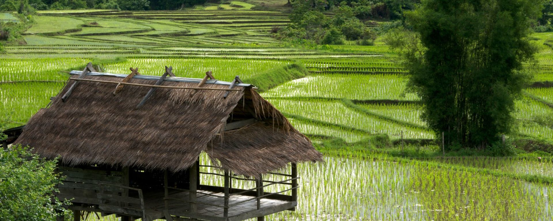 Mountainbike Erlebnis in Luang Prabang: Luang Prabang: Rice field