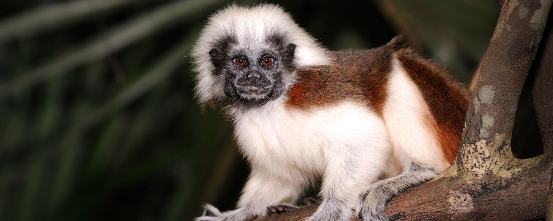 Night Safari à Singapour: Zoo Singapore Lisztaffe