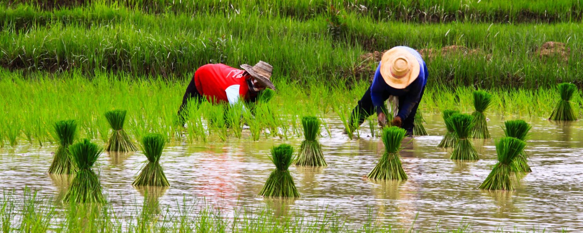 Chiang Mai mit dem Velo - Ganzer Tag: Farmers at work