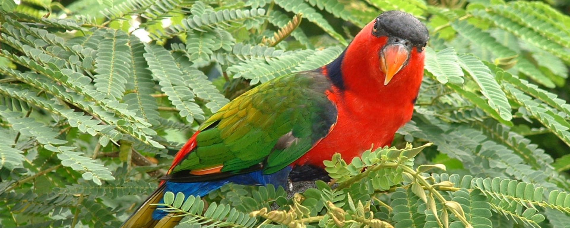 Night Safari à Singapour: Jurong Bird Park