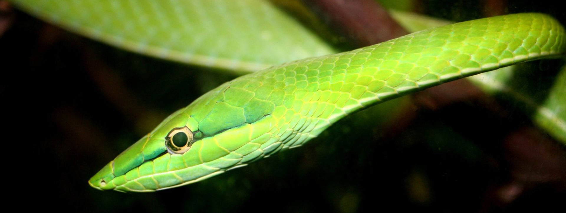 Night Safari à Singapour: Green Snake