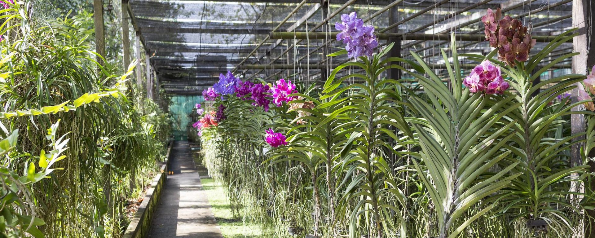 Tribus montagnardes & orchidées à Chiang Mai: Orchid Farm
