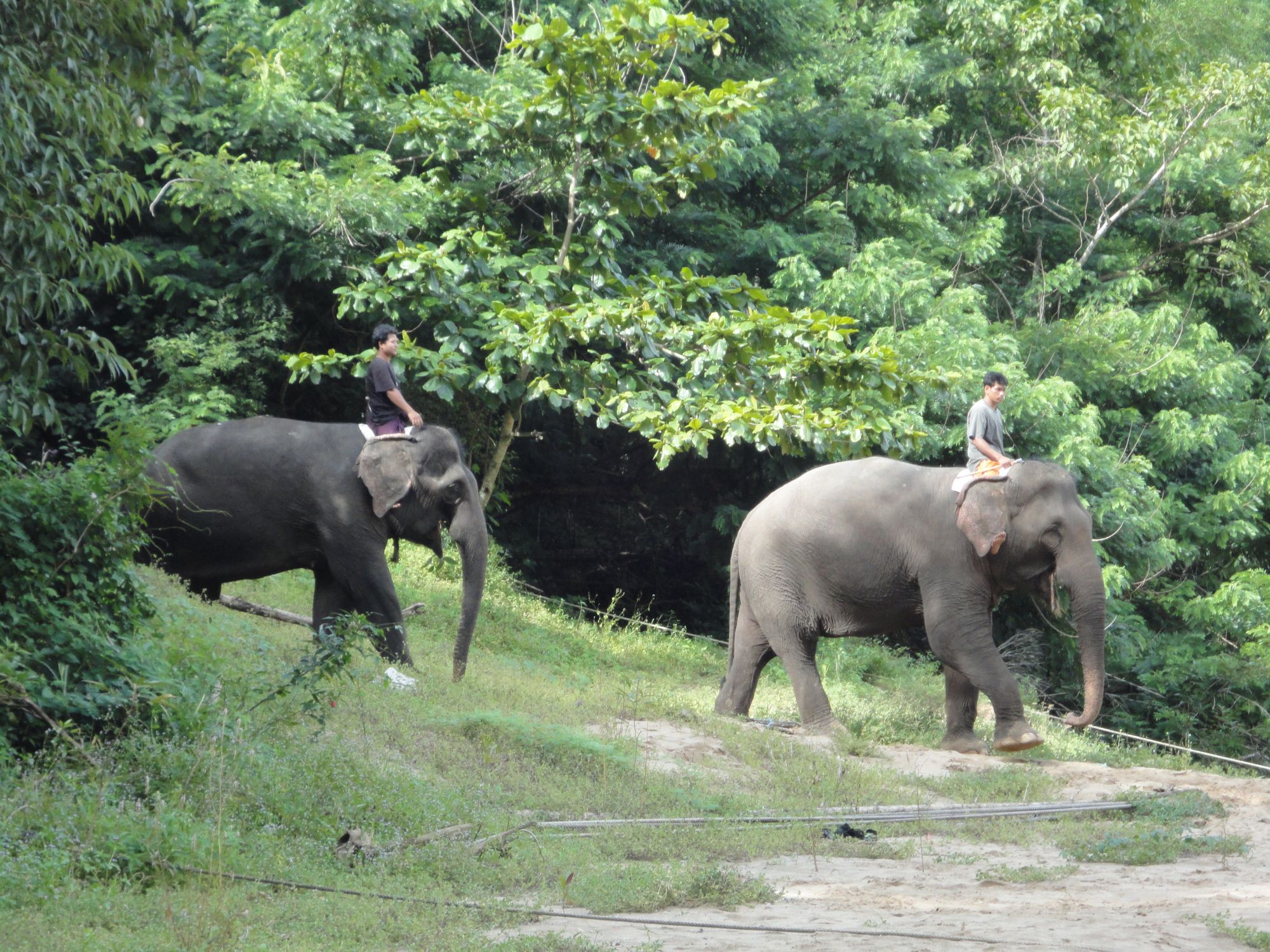 Pont de la rivière Kwai & expérience des éléphants à Bangkok: DSC03349