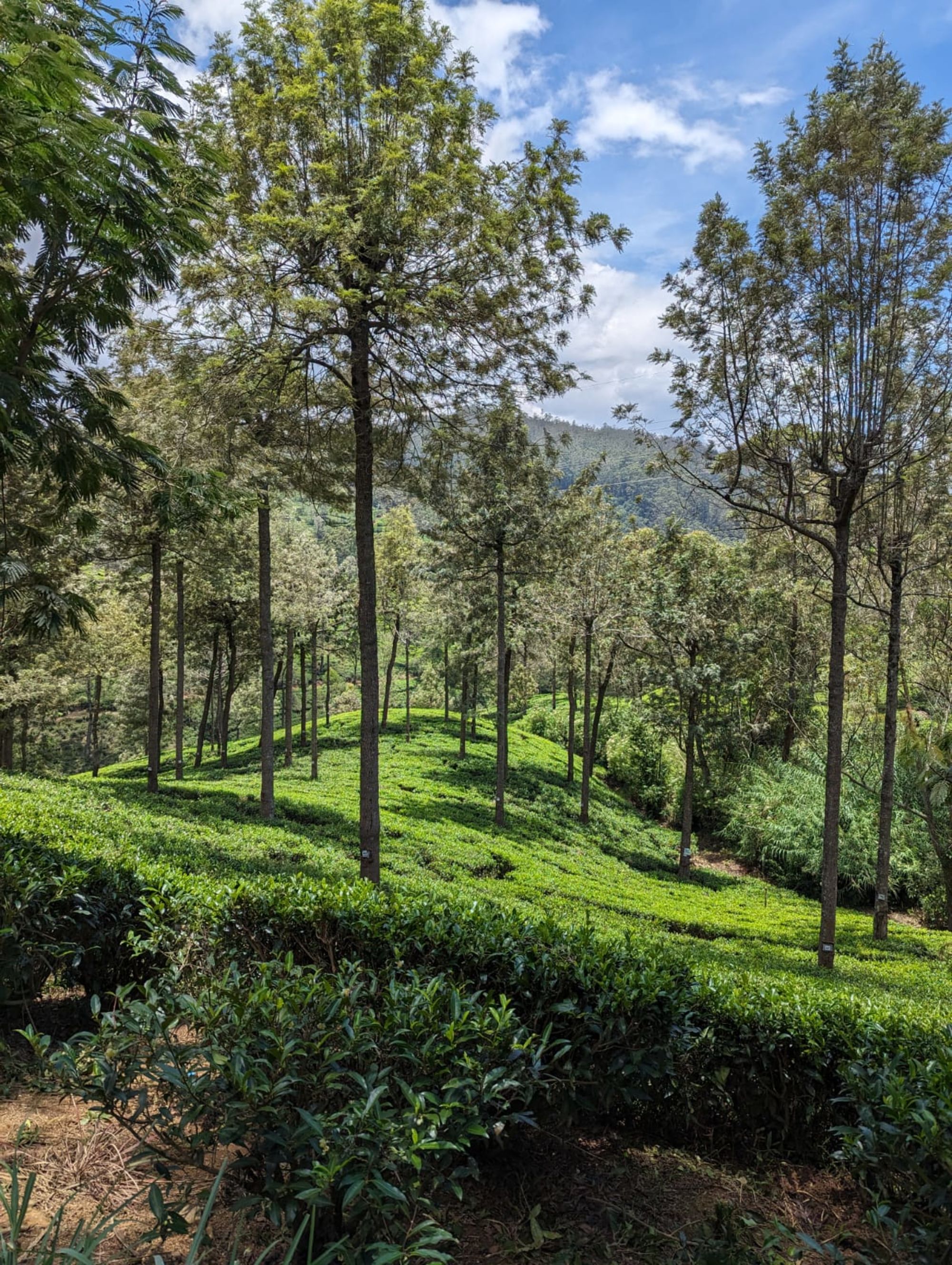 Un voyage au-delà des champs de thé à Nuwara Eliya: Nuwara Eliya