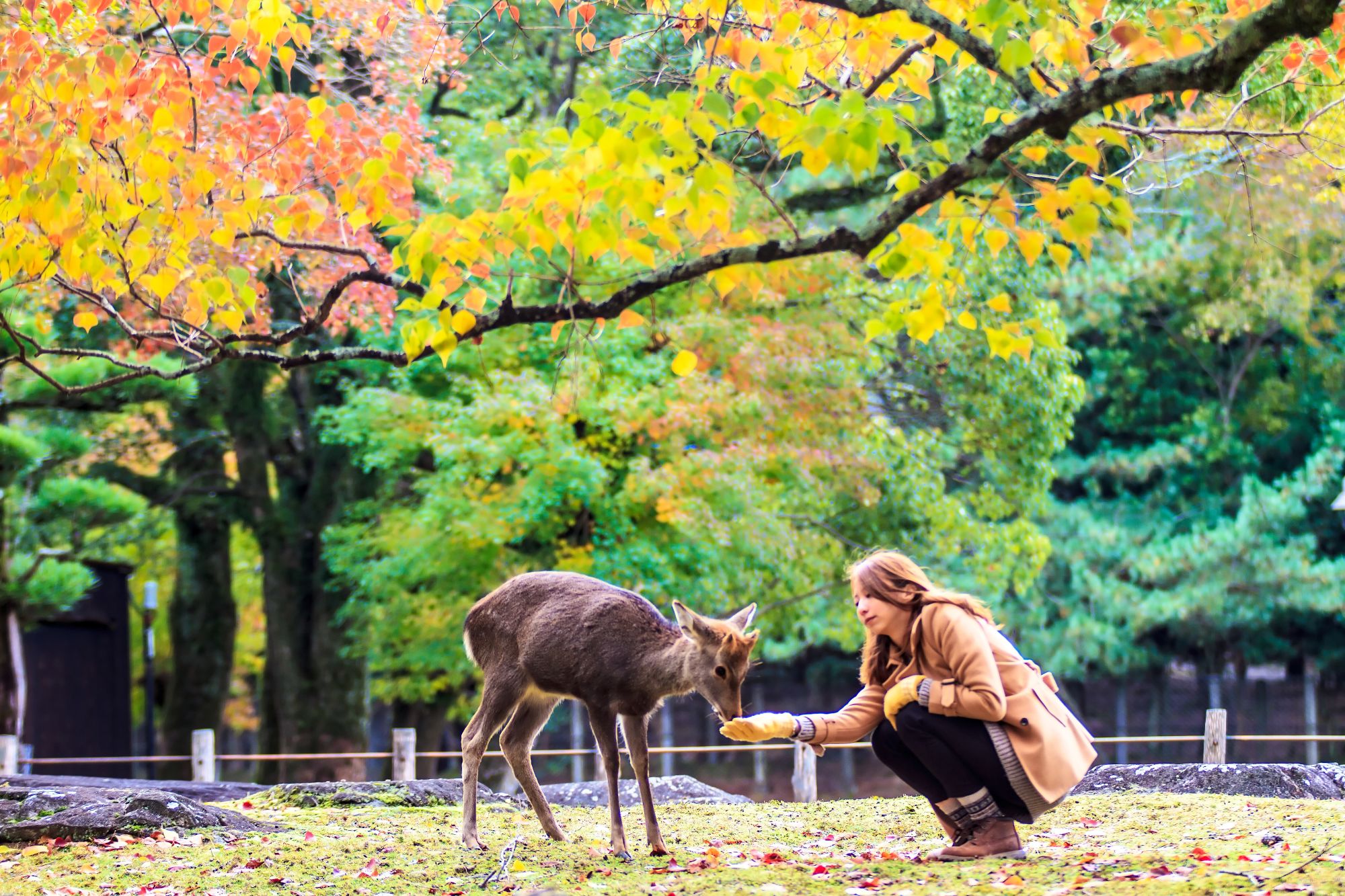 Zauberhaftes Nara in Kyoto: Feeding Deer in Nara Park