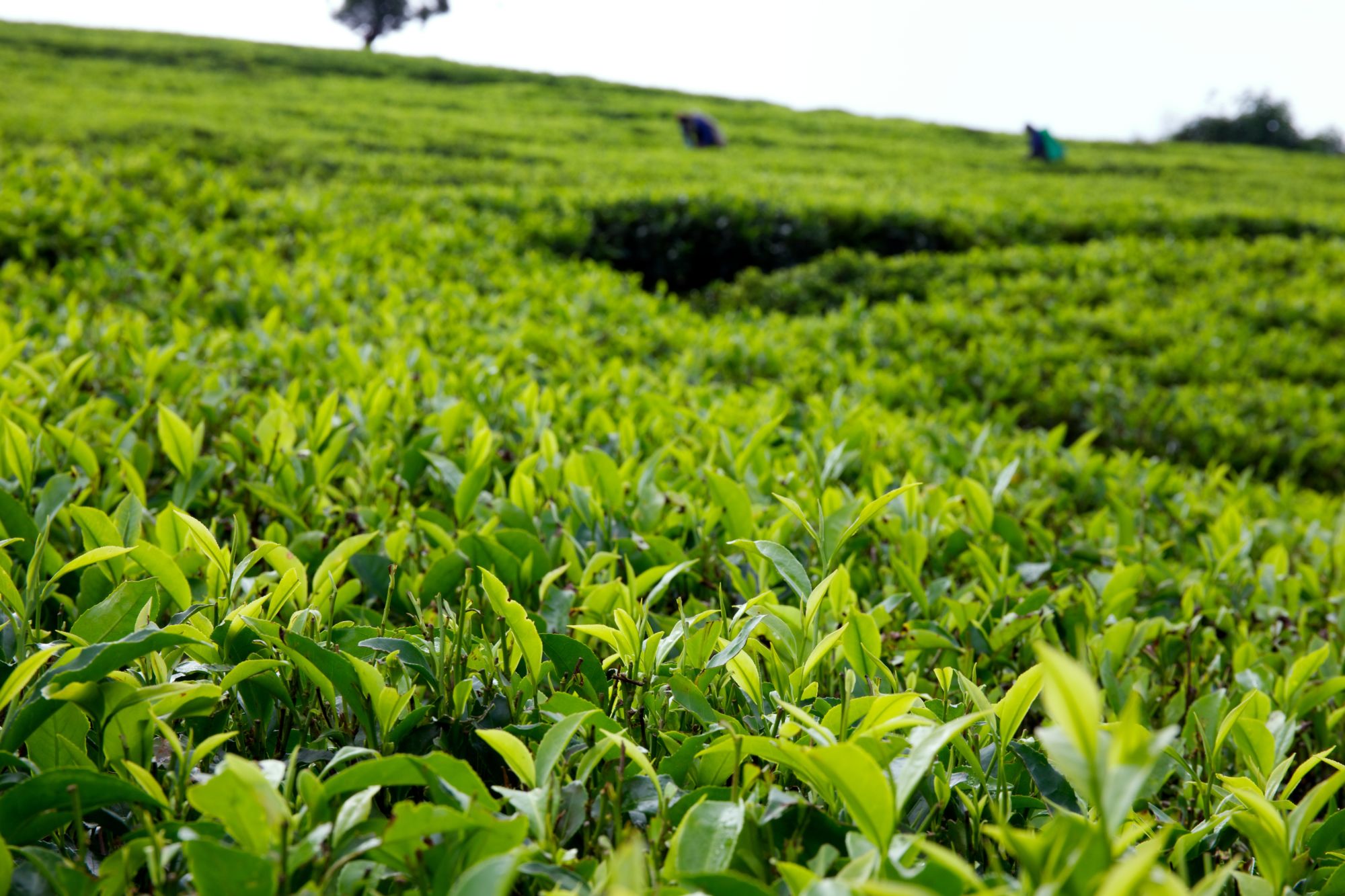 Un voyage au-delà des champs de thé à Nuwara Eliya: Nuwara Eliya