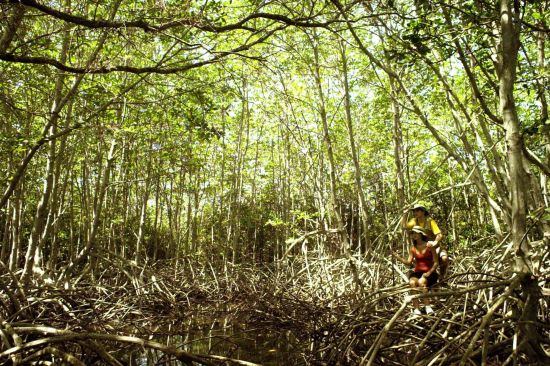 Balis unbekannter Westen ab Südbali: Bali: Jungle
