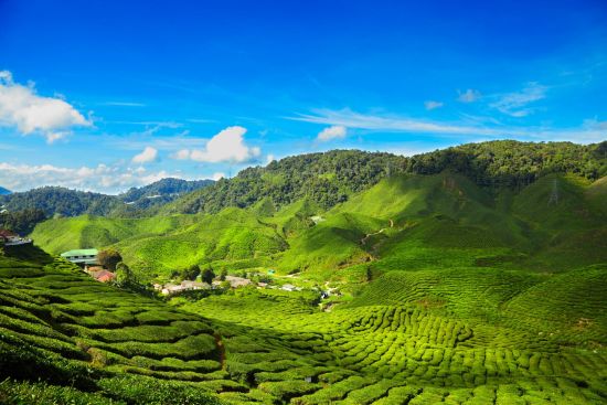 Les hauts lieux de la Malaisie de Kuala Lumpur: Malaysia Cameron Highlands Tea Plantations
