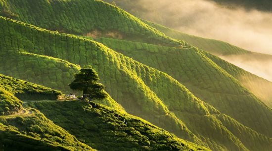 Les hauts lieux de la Malaisie de Kuala Lumpur: Cameron Highlands early morning sunrise