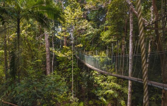 Parc national du Taman Negara de Kuala Lumpur: Taman Negara suspension bridge 
