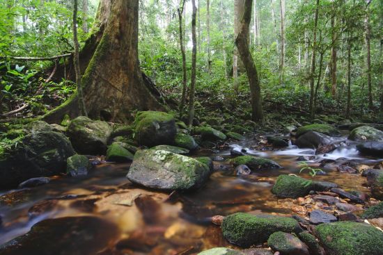 Parc national du Taman Negara de Kuala Lumpur: Taman Negara - Tahan river