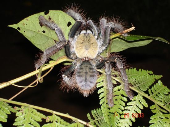 Parc national du Taman Negara de Kuala Lumpur: Taman Negara: Bird Eating Spider
