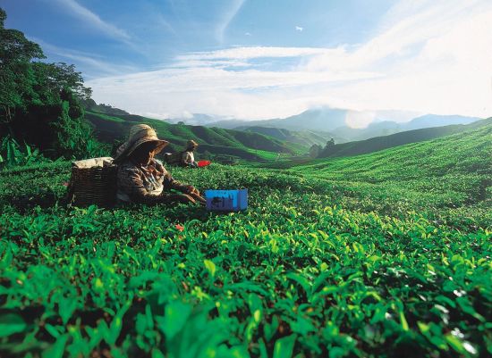 Cameron Highlands ab Kuala Lumpur: Malaysia Cameron Highlands tea plucking 