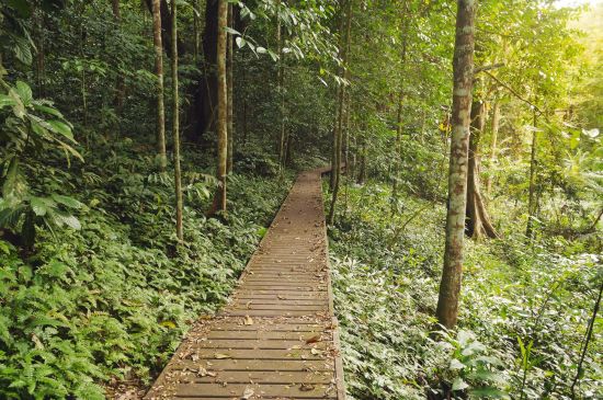 Circuit en voiture de location Malaisie de Kuala Lumpur: Taman Negara Nationalpark