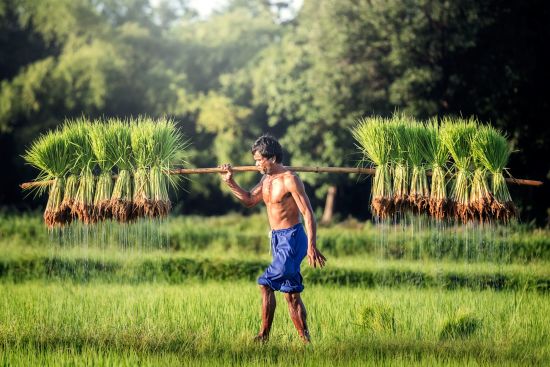 Les hauts lieux de la Thaïlande de Bangkok: Farmer