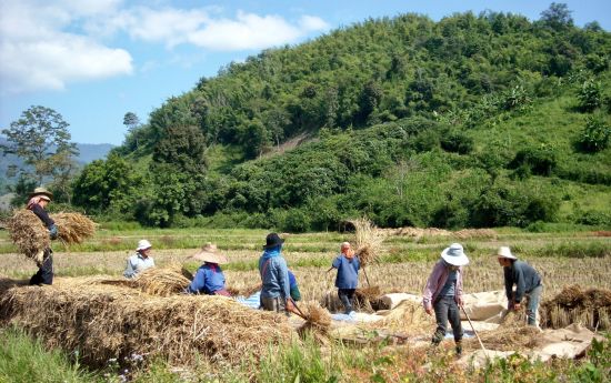 Circuit en voiture de location Triangle d'Or de Chiang Mai: Northern Thailand: Farmers