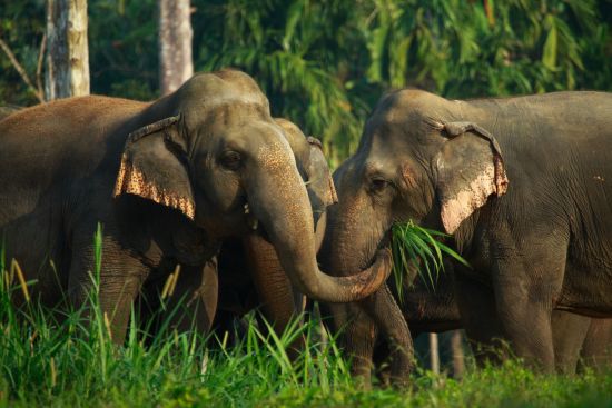 Elephant Hills - 2 Tage ab Phuket: Elephant Experience at Elephant Hills