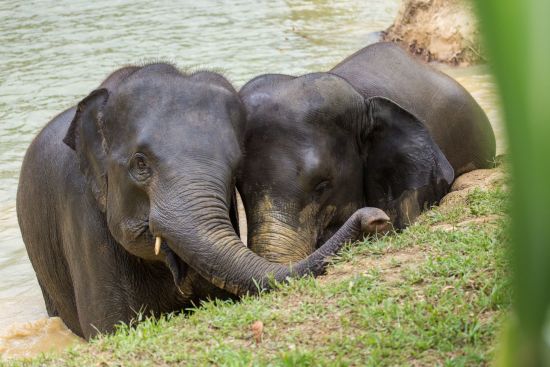Elephant Hills & The Lake Camp de Phuket: Elephant Experience