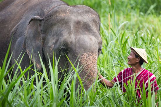 Elephant Hills - 2 Tage ab Phuket: Elephant Experience