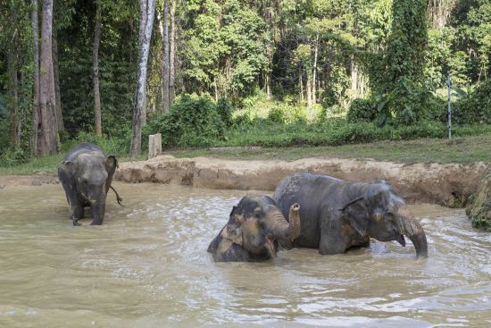 Elephant Hills - 2 Tage ab Phuket: Elephant Hills