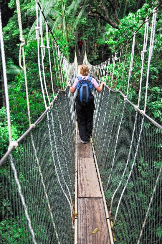 Parc national du Taman Negara de Kuala Lumpur: Taman Negara: Canopy bridge