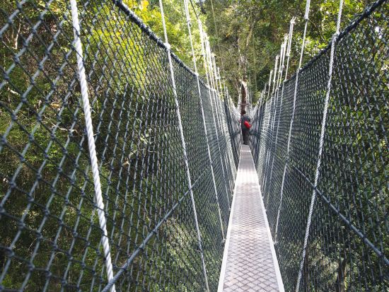 Mietwagen Rundreise Malaysia ab Kuala Lumpur: Taman Negara: Canopy bridge