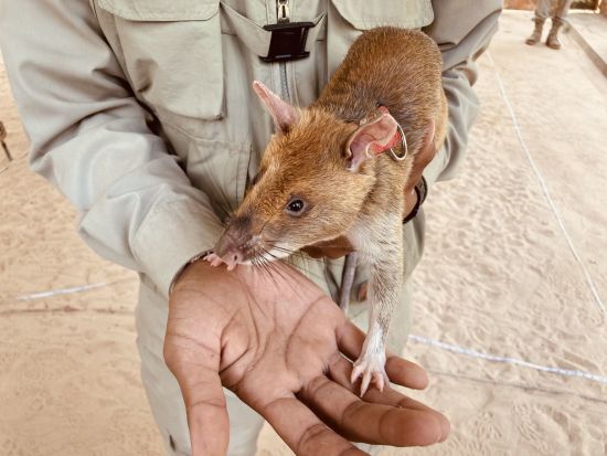 Angkor mystique de Siem Reap: Apopo Minen Ratte Siem Reap Kambodscha