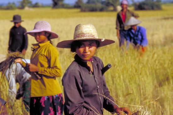 Überland von Angkor nach Phnom Penh ab Siem Reap: Farmers at work