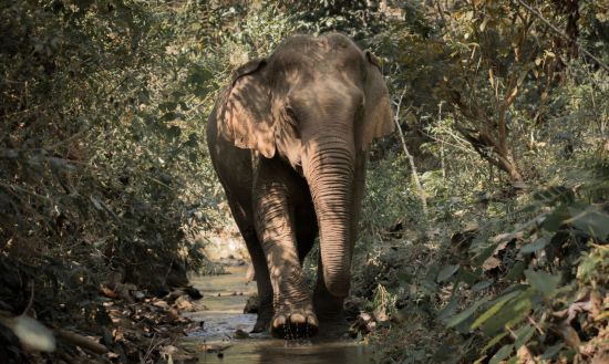 Luang Prabang aktiv erleben: Luang Prabang: beautiful and happy elephants at the Mandalao Sanctuary