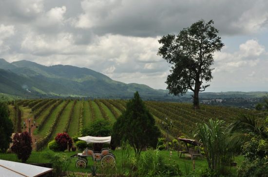 Mythes et légendes du Myanmar de Yangon: Shan State: Aythaya Vineyard