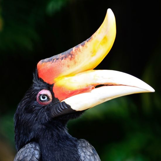 Sarawak – la nature dans toute sa splendeur de Kuching: Rhinoceros Hornbill