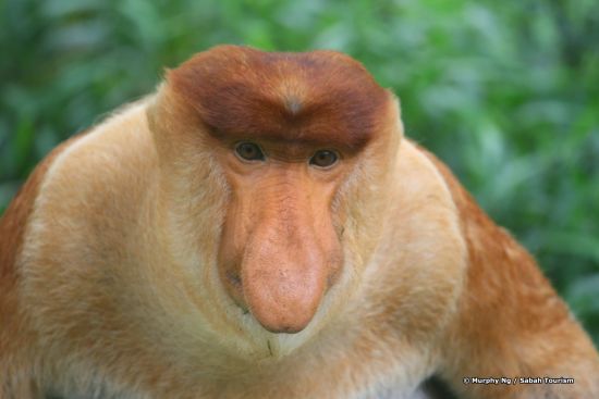 Borneo Wildlife / Borneo Rainforest Lodge ab Kota Kinabalu: MurphyNg_proboscis monkey