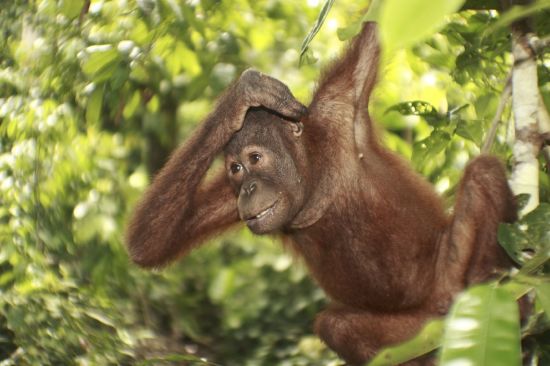Orang-Utans in Bohorok ab Medan: Sumatra Bohorok Orang-Utan