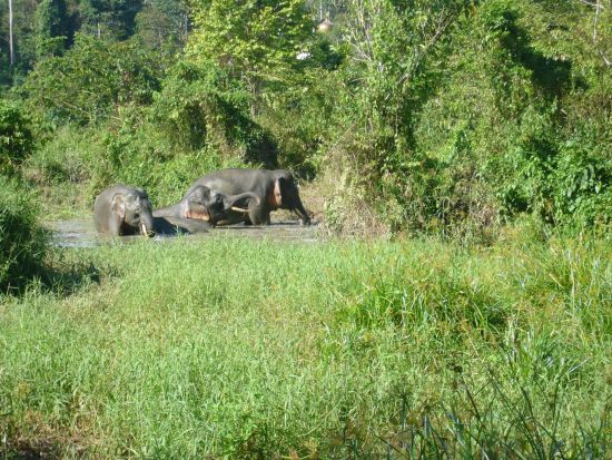 Borneo Wildlife / Borneo Rainforest Lodge ab Kota Kinabalu: Tabin Wildlife Resort: Borneo Pygmy Elephant