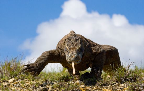 Komodo - l'île des varans de Labuan Bajo: Komodo dragon