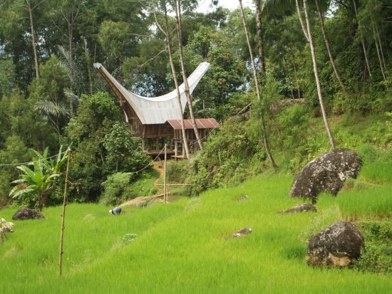 Sulawesi - au pays des Toraja de Makassar: Sulawesi Toraja Traditional House