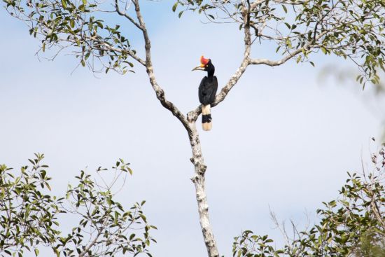 Dschungelabenteuer in Kalimantan, 4 Tage ab Palangkaraya: Hornbill