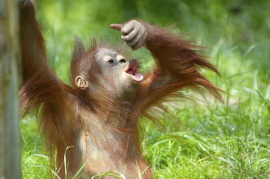Orang-Utans in Bohorok ab Medan: Sumatra Bohorok Orang-Utan