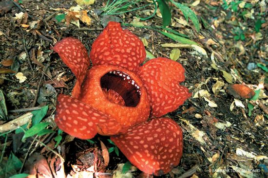 Sarawak – la nature dans toute sa splendeur de Kuching: Borneo - Rafflesia Giant Flower
