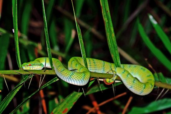 Sarawak – la nature dans toute sa splendeur de Kuching: White-lipped pitviper, Bako National Park