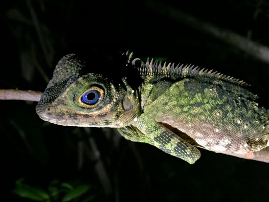 Sarawak – la nature dans toute sa splendeur de Kuching: Permai