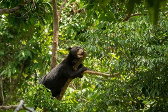 Borneo Wildlife / Tabin Wildlife Reserve ab Kota Kinabalu: Sun Bear