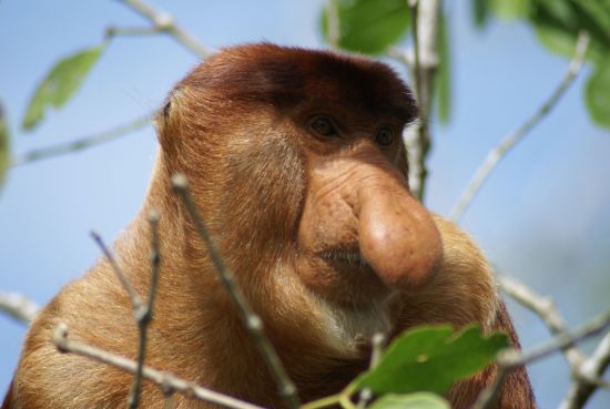 Sarawak – la nature dans toute sa splendeur de Kuching: Proboscis Monkey