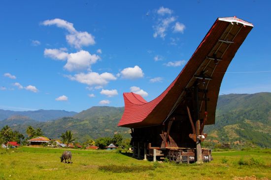 Sulawesi - au pays des Toraja de Makassar: Sulawesi Toraja traditional house