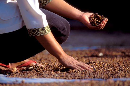 Java-Bali für Geniesser ab Yogyakarta: Losari: Coffee drying