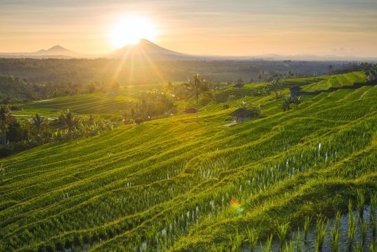 Bali active de Sud de Bali: Bali Jatiluwih Rice Terraces