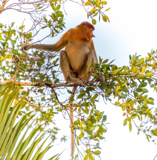 Dschungelabenteuer in Kalimantan, 4 Tage ab Palangkaraya: Proboscis monkey