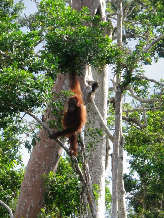 Dschungelabenteuer in Kalimantan, 4 Tage ab Palangkaraya: Forest trees Katingan
