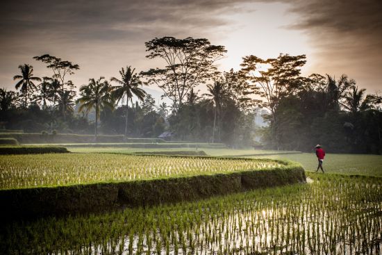 Bali Kompakt ab Südbali: Bali Ubud Rice field